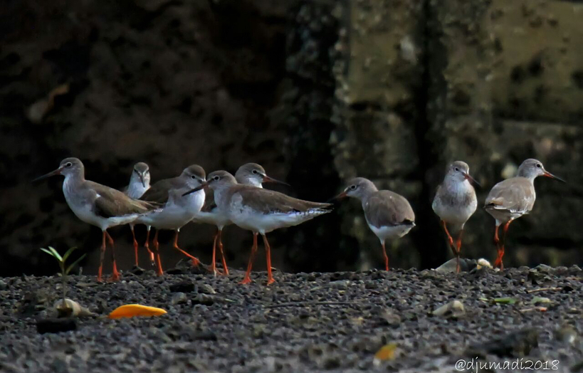 Asian Waterbird Census 2018 Tim Temukan Burung Langka Di