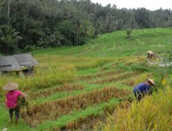 Berkat Subak, Petani Bali Tanam dan Panen Padi Tiap Hari