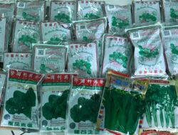 Karantina Denpasar Tahan 13,5 Kg Benih Sayuran Tiongkok