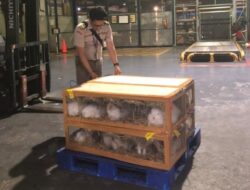 Ekspor Kelinci Hias via Karantina Pertanian Bandara Soetta Meningkat