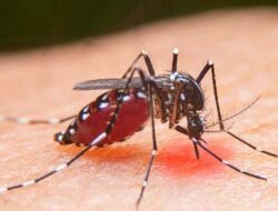 Mencegah Demam Berdarah Dengue (DBD) di Lingkungan Rumah dengan Fogging