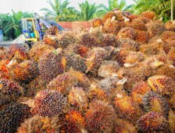 Indonesia Jalankan Uji Coba Biodiesel Dengan 40% Minyak Sawit