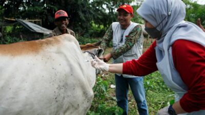Pemerintah Indonesia Masukkan Bali Sebagai Zona Prioritas Untuk Vaksinasi PMK