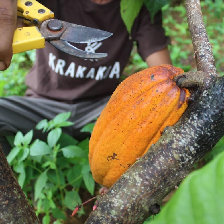 Hasil Panen Kakao Indonesia
