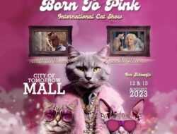 Born To Pink Internasional Cat Show: Pesona Dunia Kucing di Surabaya