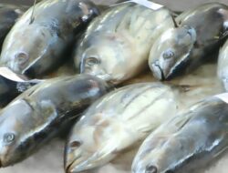 Ekspor Ikan Sulawesi Utara yang Mendunia