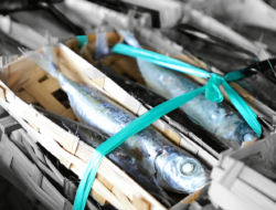 Usaha Pemindangan Ikan Dorong Pertumbuhan Ekonomi dan Kesehatan Masyarakat