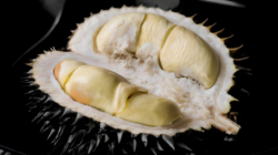 Musim Durian Tiba: Menjelajahi Keanekaragaman Raja Buah Nusantara