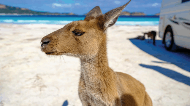 Serunya Berinteraksi dengan Satwa Liar di Alam Bebas Australia Barat, dari Quokka, Kangguru, hingga Lumba-Lumba