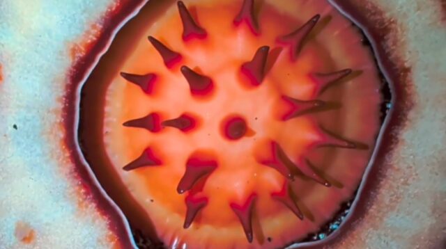 Rafflesia hasseltii Mekar di Pedalaman Sumatra Barat Setelah 13 Tahun Dicari