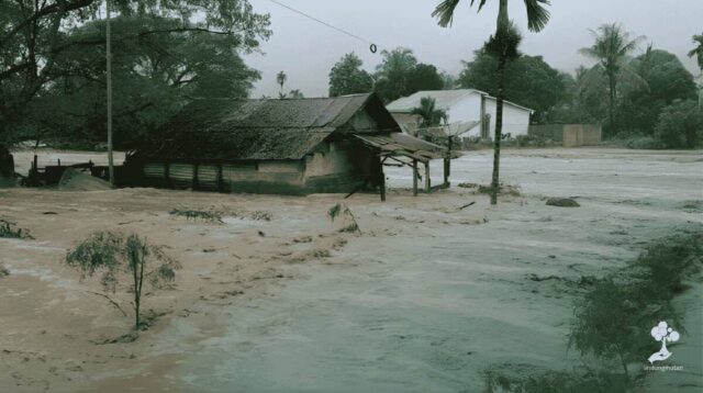 Deforestasi di Sumatra Memicu Kayu Hanyut Saat Banjir, LindungiHutan Serukan Reforestasi Hulu DAS