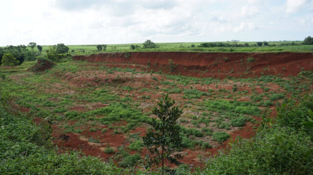 World Soil Day 2025: LindungiHutan Ajak Publik Pulihkan Tanah Lewat Aksi Penanaman Pohon