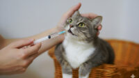 Cara Mudah Memberikan Obat Kepada Kucing
