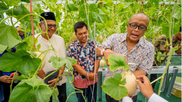 Panen Perdana Greenhouse Hidroponik, Krakatau Steel Perkuat Pendidikan Pertanian Modern dan Ketahanan Pangan Pesantren