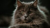 7 Fakta Menarik Mengenai Kucing Maine Coon