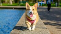 Berikut Karakteristik Anjing Corgi yang Menggemaskan