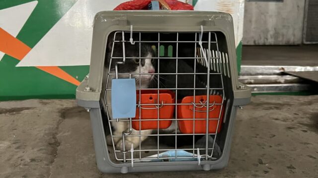 KAI Logistik Kirim Lebih dari 5.200 Hewan Peliharaan selama Periode Nataru 2025/2026