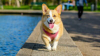 Berikut Karakteristik Anjing Corgi yang Menggemaskan