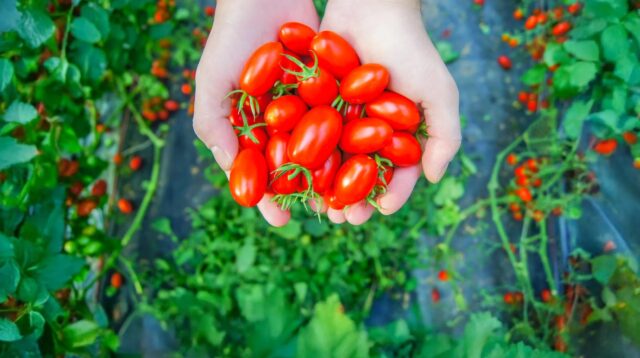 Tomat Stevia Premium Astyfarm Hadirkan Rasa Manis Alami untuk Gaya Hidup Sehat