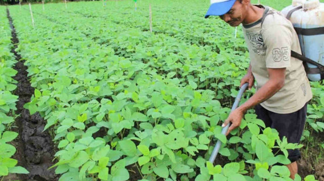 Holding Perkebunan Nusantara Dorong Pertanian Berkelanjutan Melalui Inovasi Pupuk Hayati Enero