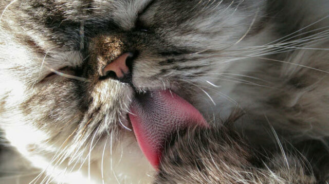 Fakta dan Fungsi Lidah Kucing Terasa Kasar