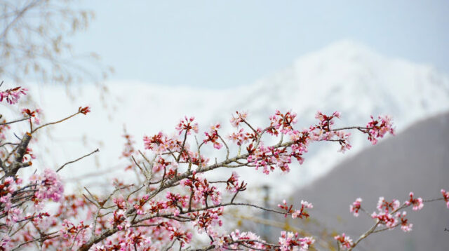 Keajaiban Salju dan Sakura di Otari Nagano