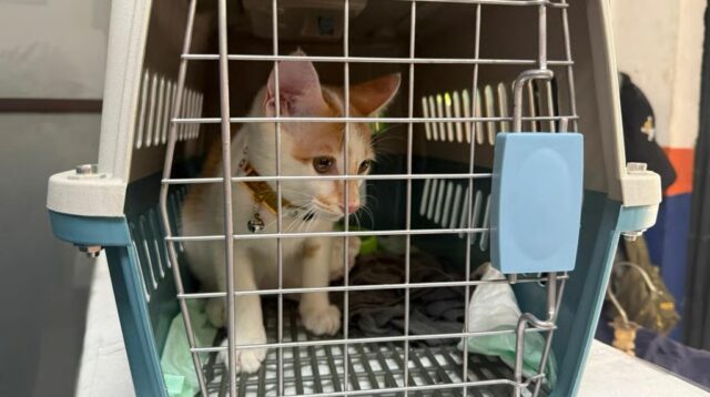 Mudik Bersama Hewan Peliharaan Kian Jadi Pilihan, KAI Logistik Catat 13.435 Pengiriman Hewan Peliharaan Selama Ramadan – IdulFitri