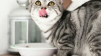 Berikut Ini Porsi Wet Food Harian untuk Kucing