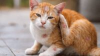 Penyebab dan Cara Atasi Jamur Pada Kucing