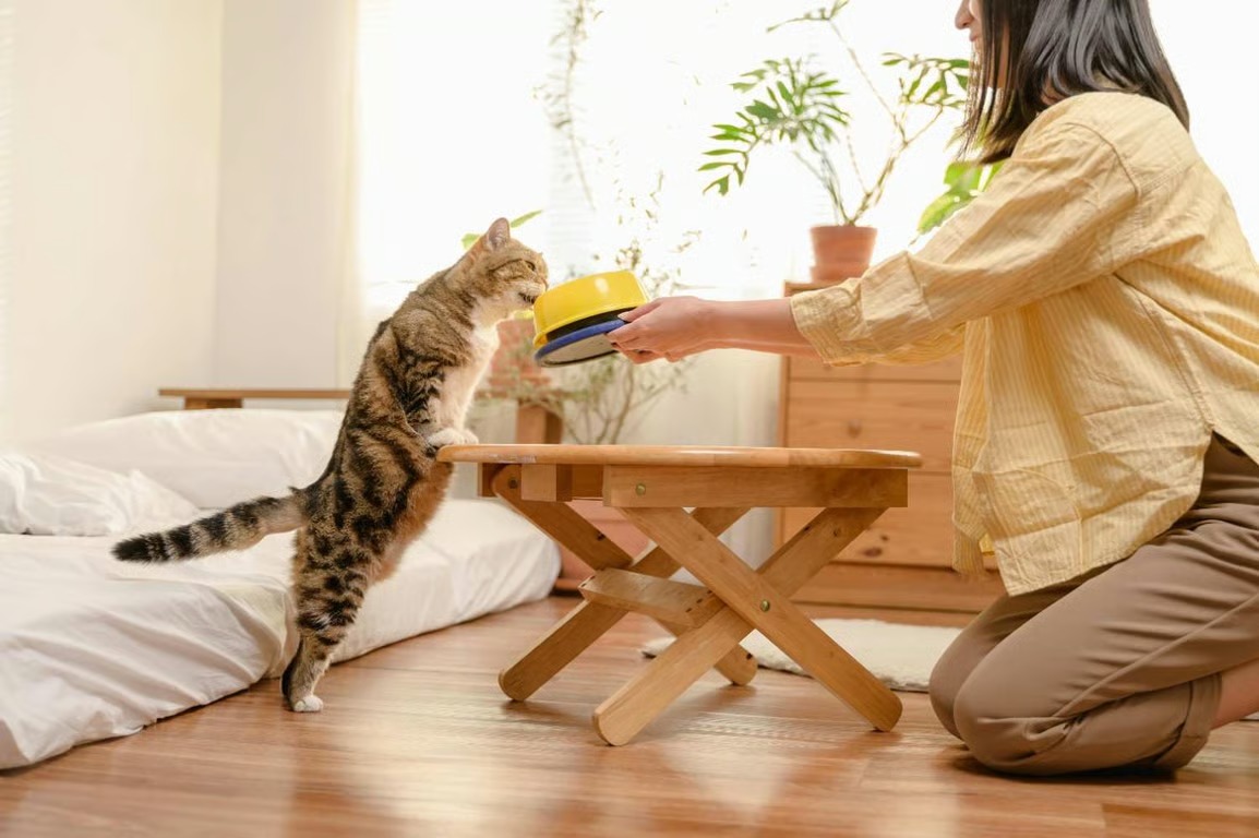 Tren Cat Food Minim Pengawet Semakin Diminati di Indonesia Tren Cat Food Minim Pengawet Semakin Diminati di Indonesia