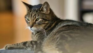 Mengenal Kucing Mujair, Kucing Lokal dengan Karakter Unik yang Banyak Disukai