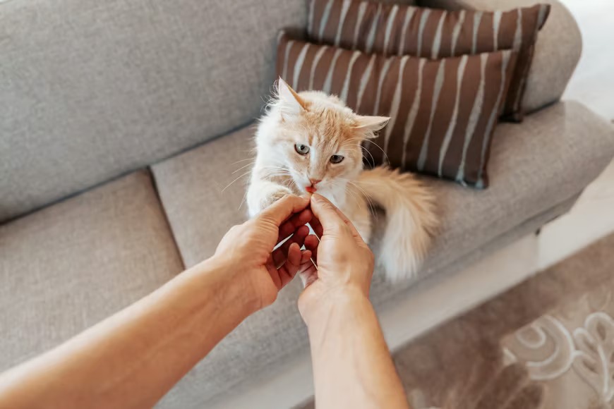 Memilih Makanan Kucing yang Tepat untuk Mendukung Kesehatan Pencernaan Memilih Makanan Kucing yang Tepat untuk Mendukung Kesehatan Pencernaan