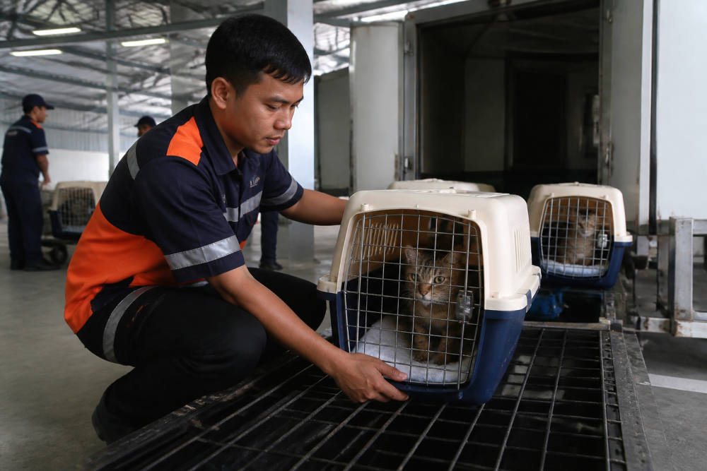 KAI Logistik Angkut 90 Ribu Hewan Peliharaan Semester I 2026