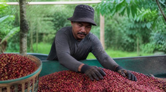 Produksi Kopi PTPN IV PalmCo Melonjak 225 Persen