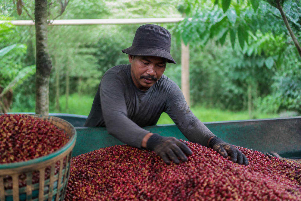 Produksi Kopi PTPN IV PalmCo Melonjak 225 Persen