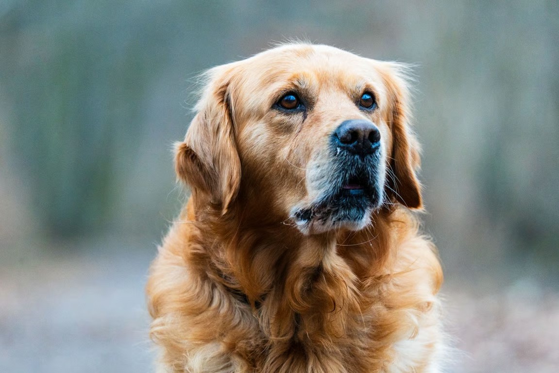 Golden Retriever Anjing Pintar yang Cocok Dipelihara Pemula Golden Retriever Anjing Pintar yang Cocok Dipelihara Pemula