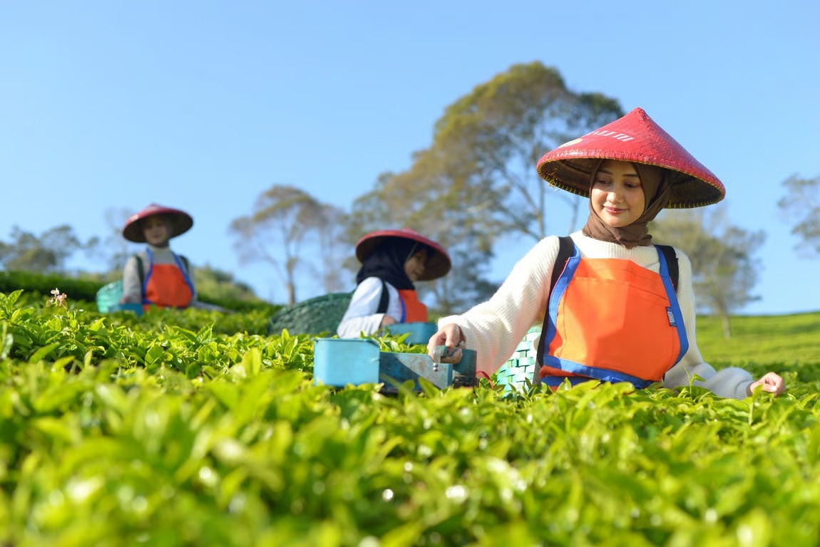 Holding Perkebunan Nusantara Perluas Jejak Teh Indonesia, Produk PTPN I Masuk Gerai Legendaris Twinings London Holding Perkebunan Nusantara Perluas Jejak Teh Indonesia, Produk PTPN I Masuk Gerai Legendaris Twinings London