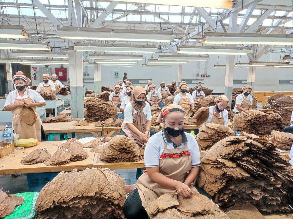 Holding Perkebunan Nusantara Perkuat Daya Saing Global, Tembakau Premium PTPN I Jadi Andalan Industri Cerutu Dunia Holding Perkebunan Nusantara Perkuat Daya Saing Global, Tembakau Premium PTPN I Jadi Andalan Industri Cerutu Dunia