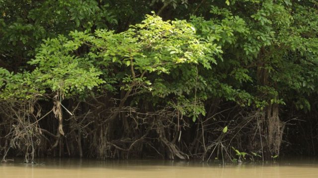 SUCOFINDO Dukung Konservasi Mangrove di Kalimantan Selatan