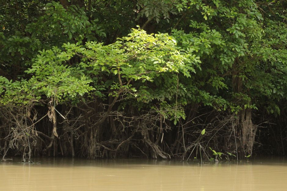 SUCOFINDO Dukung Konservasi Mangrove di Kalimantan Selatan