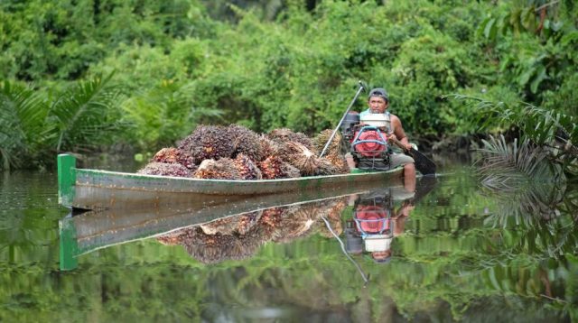 Indonesia Promosikan Bioenergi Sawit ke Rusia dan Eurasia