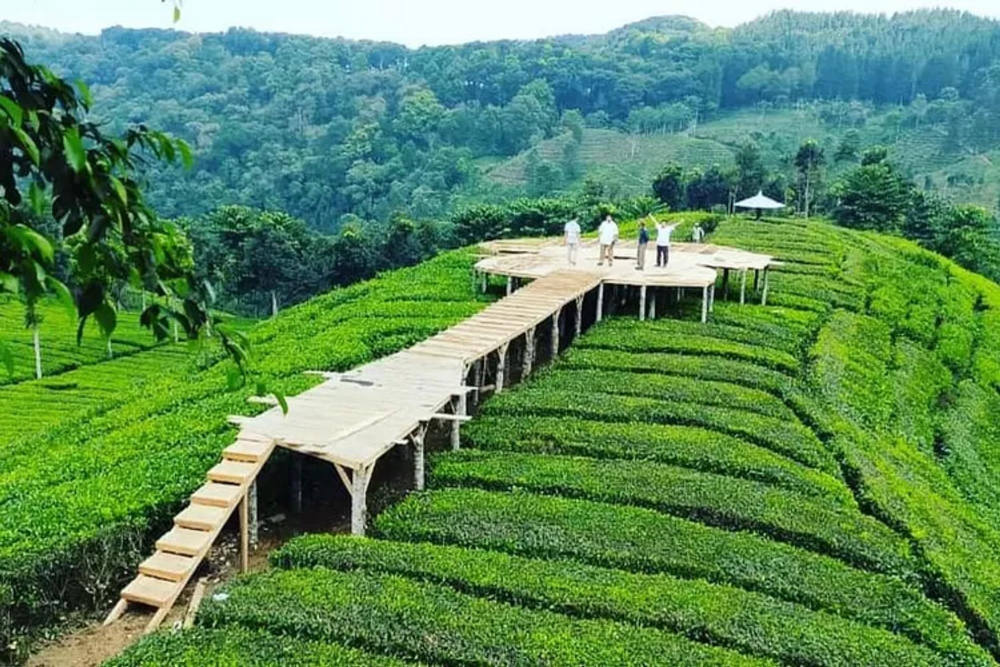 Sirah Kencong Agro Tourism: Ticket Prices, Attractions, Opening Hours Sirah Kencong Agro Tourism: Ticket Prices, Attractions, Opening Hours