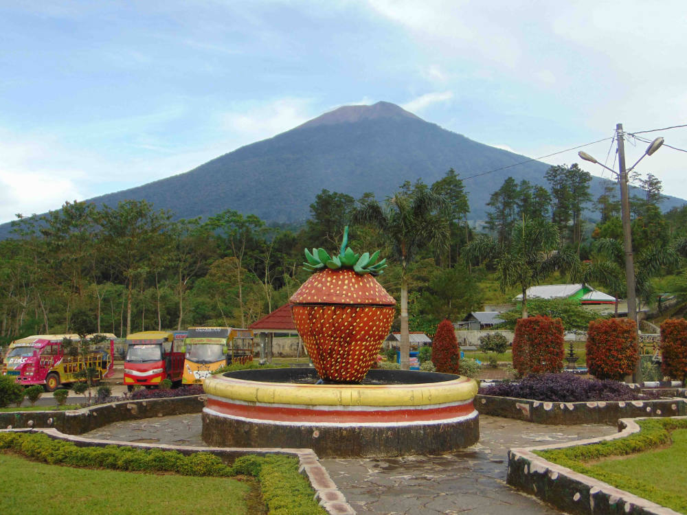 Pariwisata Provinsi Jawa Tengah  Artikel  Memetik Stroberi Di