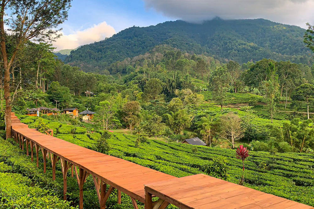 Puncak Terbaru: Destinasi Wisata Terkini Yang Menarik!