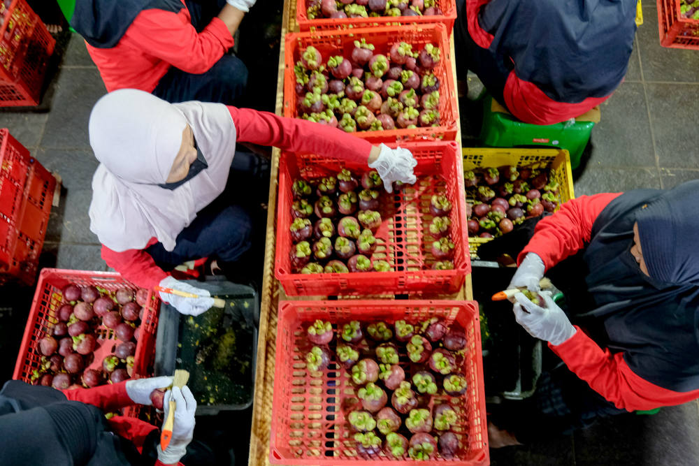Jerih Payah Petani Buah Indonesia Kini Menjangkau 25 Negara Bersama Java Fresh dan DBS Foundation