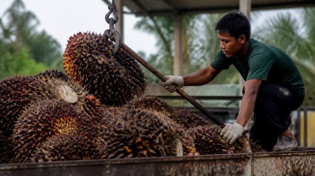 PalmCo Serap 1,73 Juta Ton TBS Petani Dukung Program B50