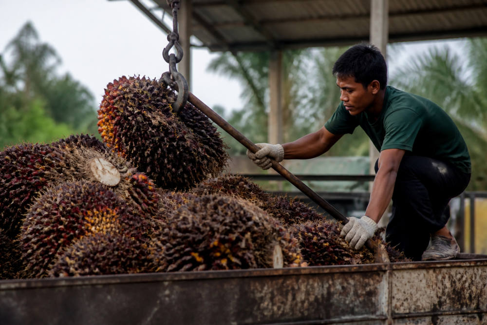 PalmCo Serap 1,73 Juta Ton TBS Petani Dukung Program B50