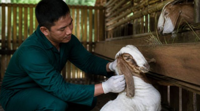 SUCOFINDO Gandeng Sukawa Edupark Bangun Pusat Peternakan Kambing