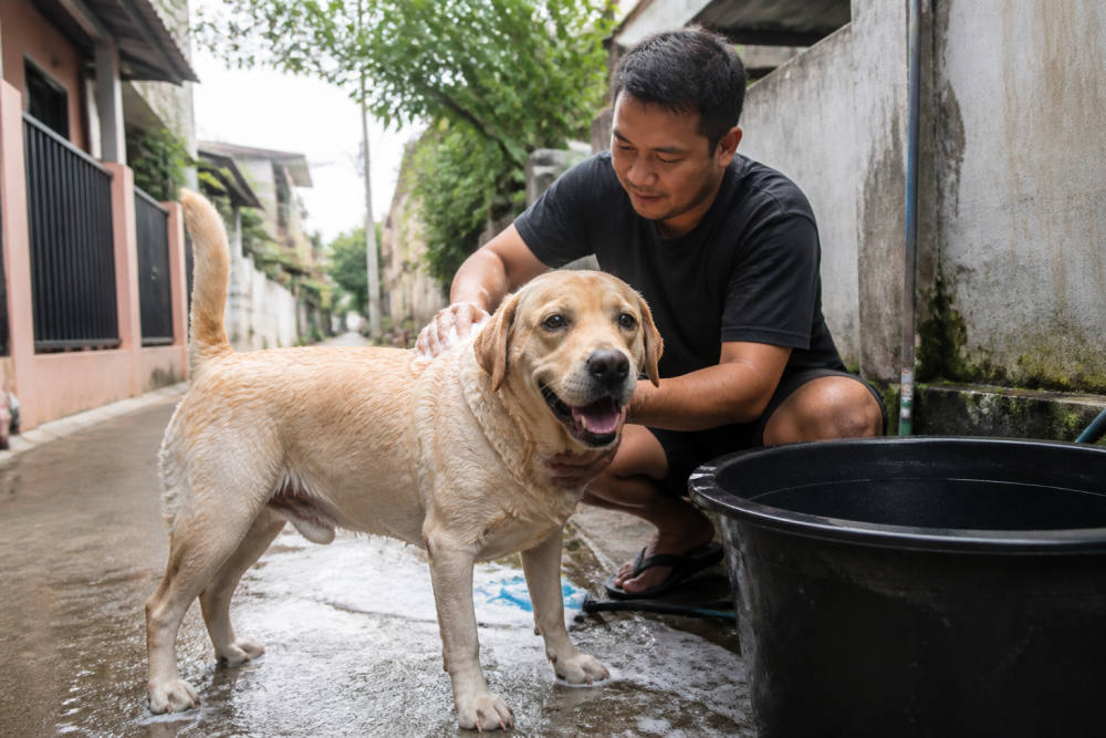 Anjing Labrador: 10 Karakter Khas dan Cara Merawatnya