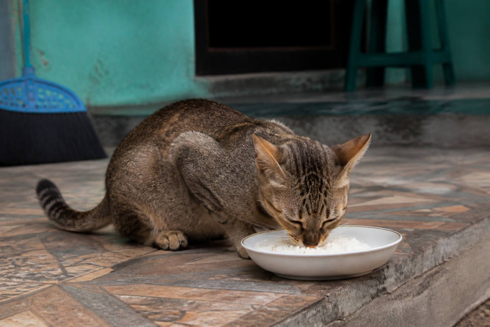 Kucing Boleh Makan Nasi? Ini Penjelasan dari Unicharm